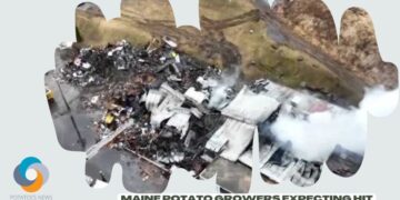 Maine potato growers expecting hit after processing plant fire