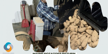Maine potatoes return to the spotlight after great season