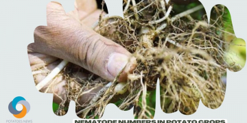 How to Reduce Nematode Numbers in Potato Crops