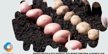Seed potato body to rise from ashes of AHDB