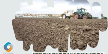 Sums add up for potato weed control