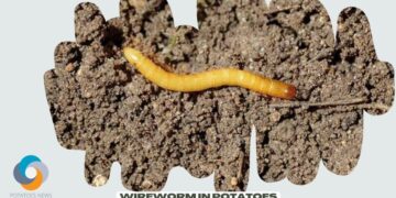 Wireworm in potatoes is worsening – how growers can tackle it