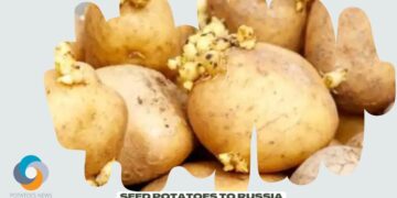 Outrage at £600,000 deal to send seed potatoes to Russia
