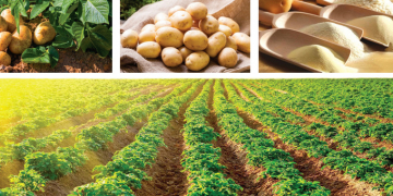 Maxim Gorkiy Plus LLC