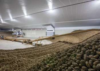 potato storage