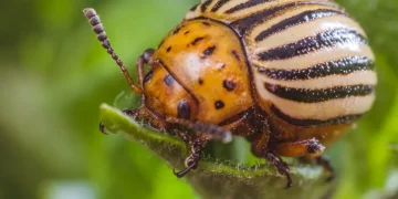 This beetle was one of the first to be attacked with chemicals, and it’s been very successful at evolving past those attacks