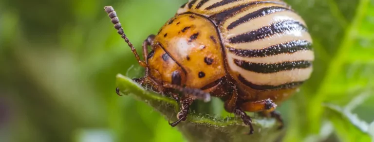 This beetle was one of the first to be attacked with chemicals, and it’s been very successful at evolving past those attacks 44 This beetle was one of the first to be attacked with chemicals, and it’s been very successful at evolving past those attacks