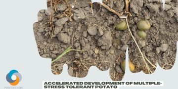 Accelerated Development of Multiple-stress Tolerant Potato