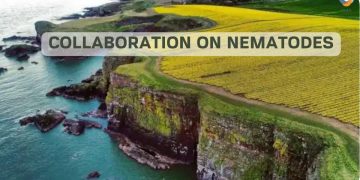 Collaboration on nematodes