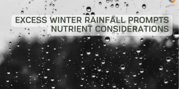 Excess winter rainfall prompts nutrient considerations
