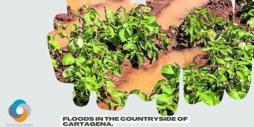 Rain and cold seriously damage the early potato of Murcia and Valencia.