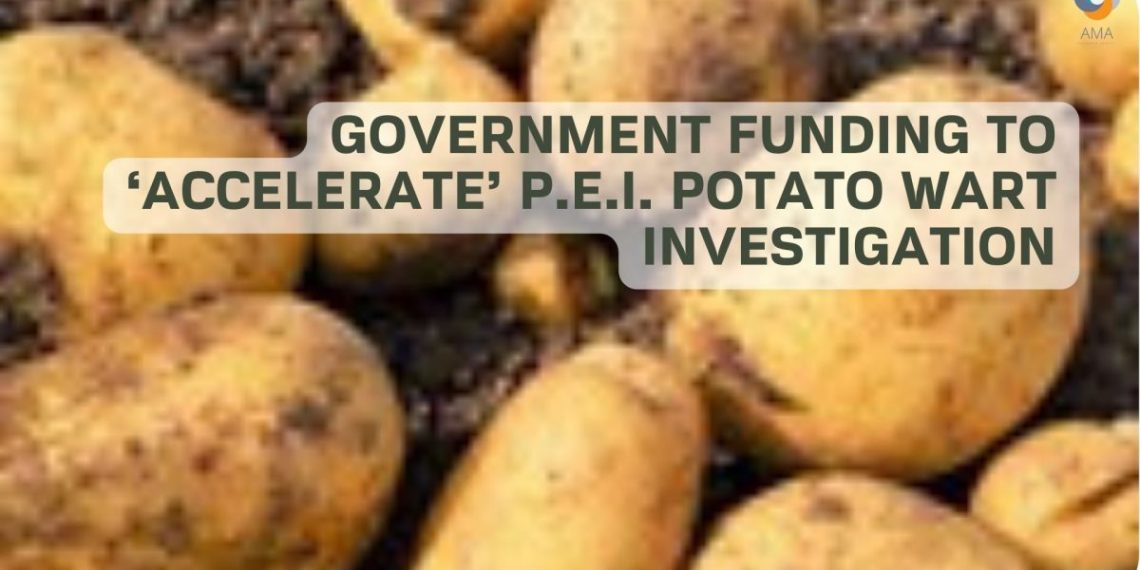 Government funding to ‘accelerate P.E.I. potato wart investigation