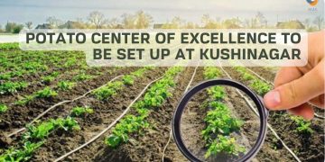 Potato Center of Excellence to be set up at Kushinagar