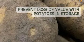Prevent loss of value with potatoes in storage