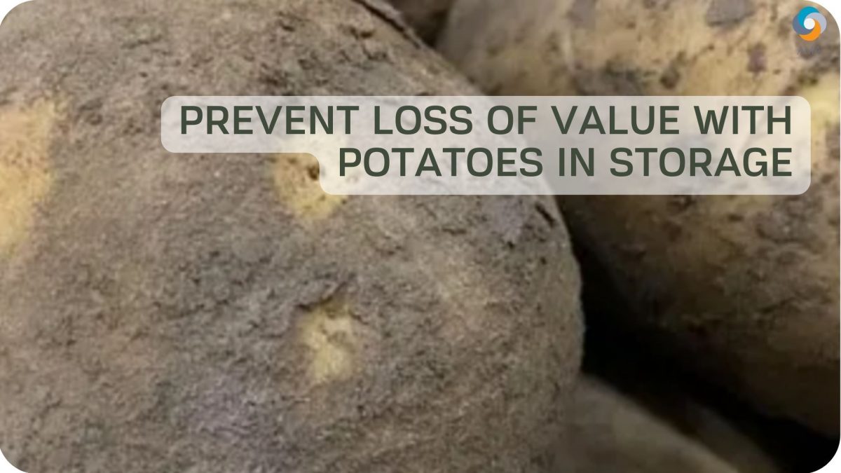 Prevent loss of value with potatoes in storage
