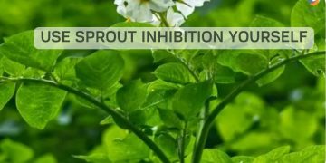 Save energy costs in potato storage with a CO2 extractor