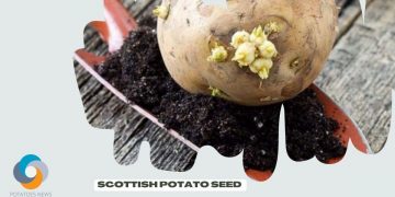 Scottish Potato Seed Export Plan Sparked Outrage Over PepsiCo