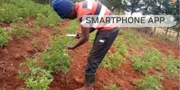 Smartphone app Nuru helps farmers control potato and sweet potato diseases