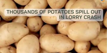 Thousands of potatoes spill out in lorry crash