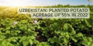 Uzbekistan: Planted potato acreage up 55% in 2022