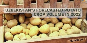 Uzbekistan’s Forecasted Potato Crop Volume in 2022