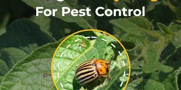 Fight against the Colorado Potato Beetle (CPB)