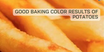 Research: Good baking color results of potatoes after using the sprout inhibitor Restrain