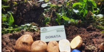 SEED presents a catalogue of sustainable potato varieties