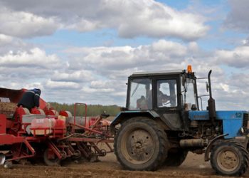Potato planting completed in Belarus