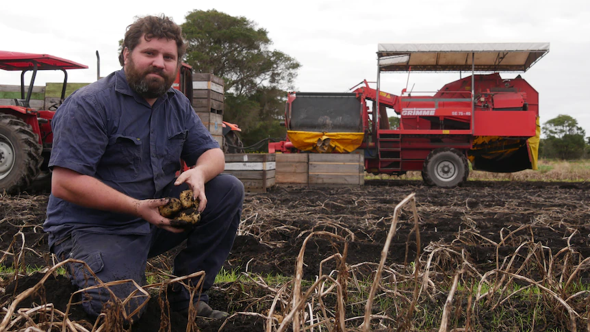 Potato farmers