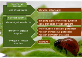 Colorado potato beetle insecticide resistance