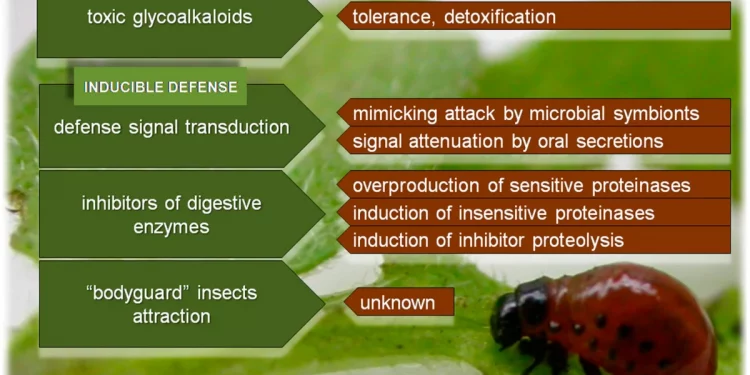 Colorado potato beetle insecticide resistance