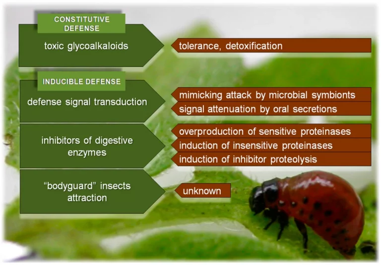 Colorado potato beetle insecticide resistance requires vigilance, stewardship 38 Colorado potato beetle insecticide resistance