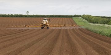 Research studies herbicide damage to potatoes caused by heavy rainfall