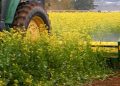 Biofumigation with mustard in potato