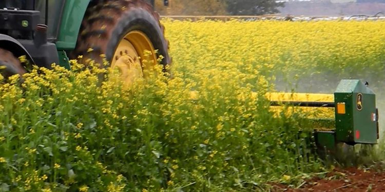 Biofumigation with mustard in potato