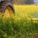 Biofumigation with mustard in potato