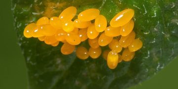 colorado potato beetles
