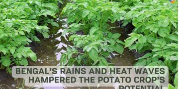 Bengal’s Rains and Heat Waves Hampered the Potato Crop’s Potential