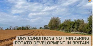 Dry conditions not hindering potato development in Britain, but common scab might be an issue