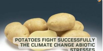 Potatoes Fight Successfully the Climate Change Abiotic Stresses