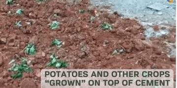 What next? Potatoes and other crops “grown” on top of cement floors and basketball courts in China