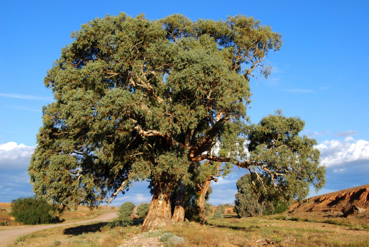China makes a breakthrough in the development of eucalyptol-based biopesticides