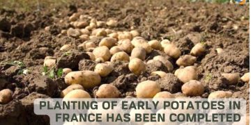 Planting of early potatoes in France has been completed and the harvest has started in some areas