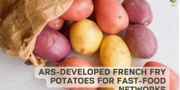 ARS-developed French Fry Potatoes for Fast-food Networks