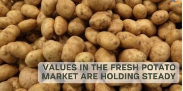 Values in the Fresh Potato Market are Holding Steady