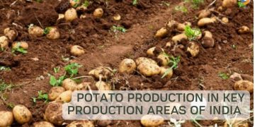 Potato Production in key production areas of India affected by Unseasonal Rains and Heat Wave
