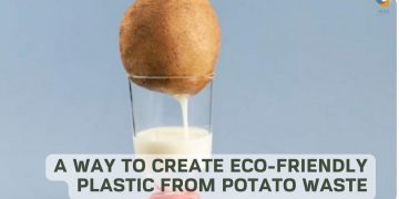 A Way to Create Eco-friendly Plastic From Potato Waste