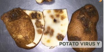 ‘Nose Knows Scouting’ uses trained dogs to sniff out Potato Virus Y