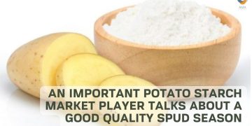 An Important Potato Starch Market Player Talks About a Good Quality Spud Season